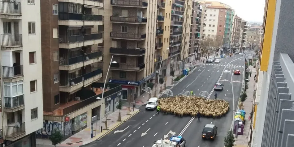 El rebaño de ovejas, en el Paseo de Canalejas