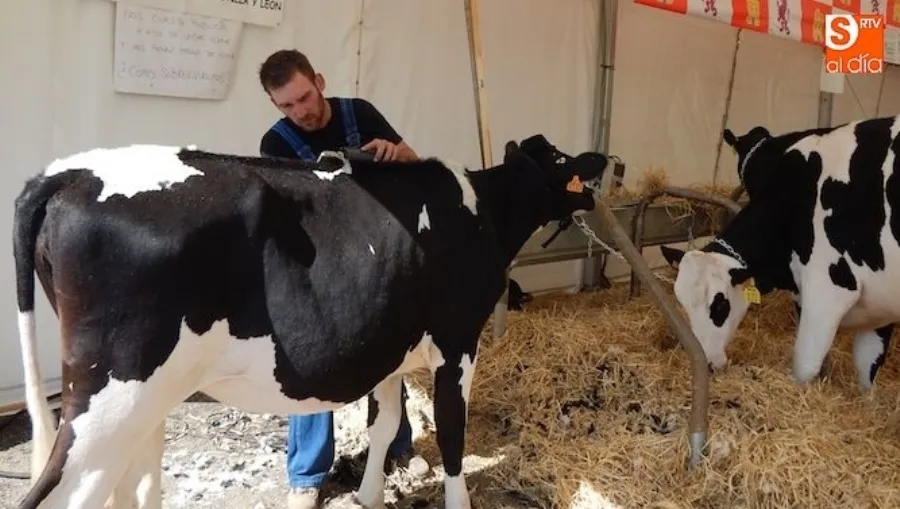 Vacas en el recinto ferial de la Diputación de Salamanca. Foto de archivo