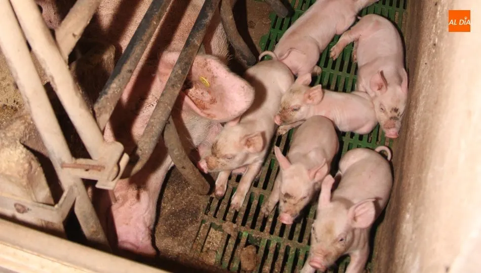 El precio de los tostones se está viendo influido también por la demanda de China / CORRAL