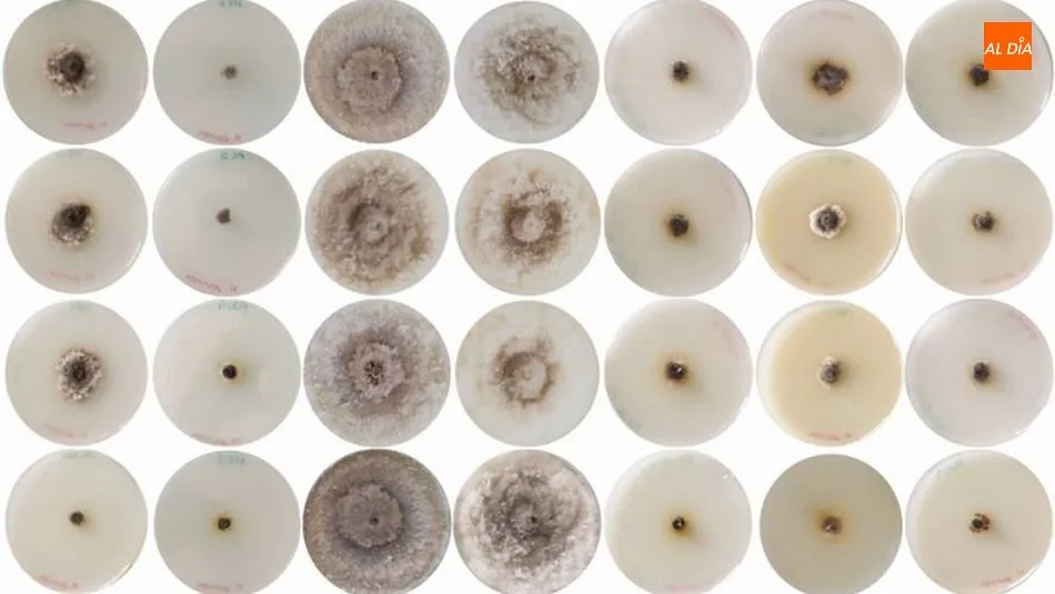 Resultados obtenidos para N. parvum, uno de los patógenos más comunes de la madera de la vid, con los distintos tratamientos aplicados/Buzón-Durán et al. 2019