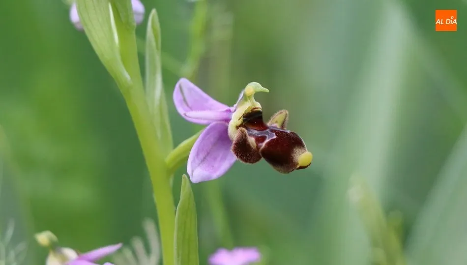 Prodigio de la naturaleza