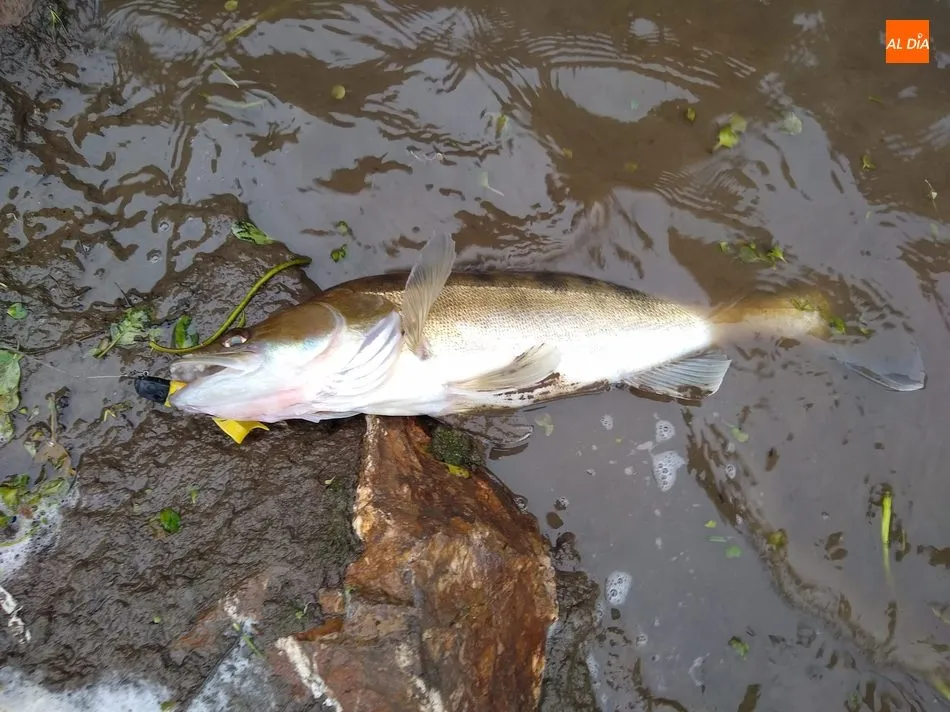 Foto 3 - Buena jornada de luciopercas en los Canchos de Ramiro  