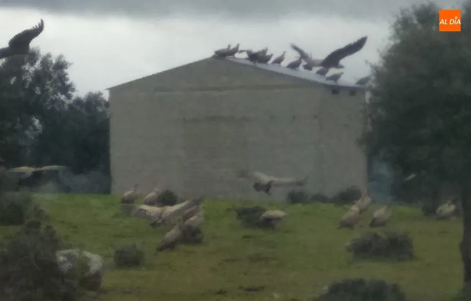 Foto 5 - Un ganadero de Yecla de Yeltes denuncia la muerte de una vaca y su becerro por un ataque de buitres ...