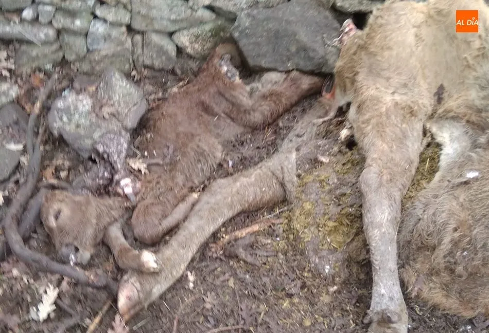 Foto 4 - Un ganadero de Yecla de Yeltes denuncia la muerte de una vaca y su becerro por un ataque de buitres ...