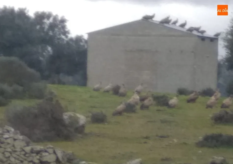 Foto 3 - Un ganadero de Yecla de Yeltes denuncia la muerte de una vaca y su becerro por un ataque de buitres ...