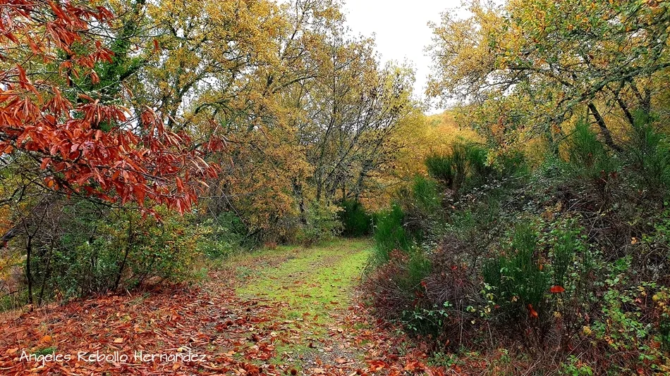 Camino hacia el misterio