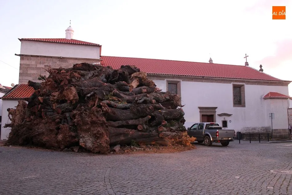 Foto 2 - El mayor Madero de Portugal arde en Penamacor  
