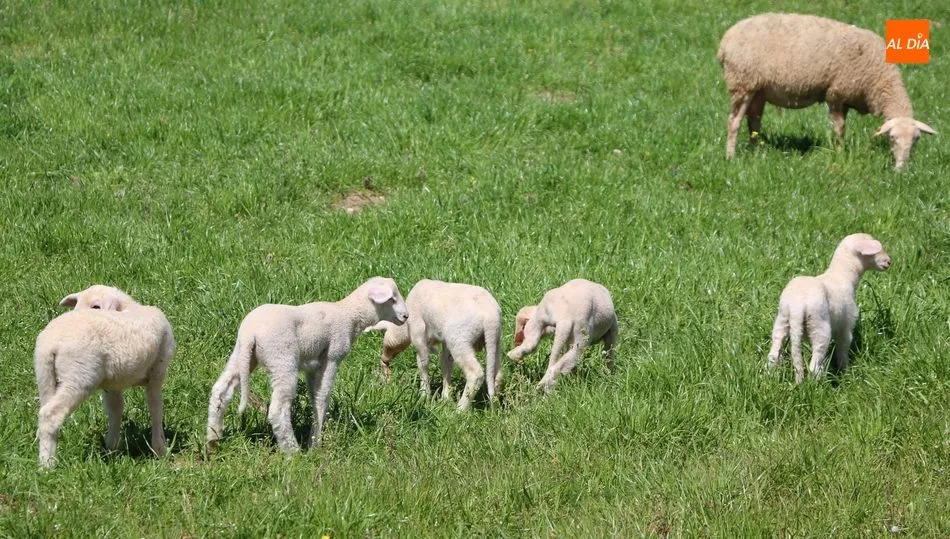 Los lechazos subieron 0,25 €/K. a ocho días de Navidad / CORRAL