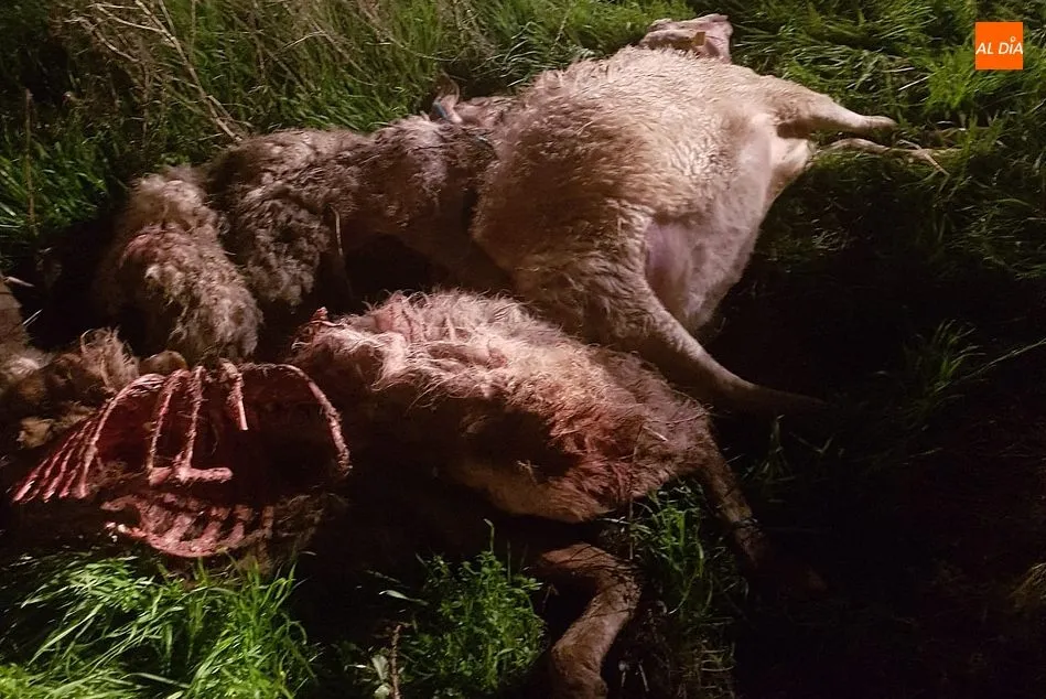Foto 2 - Un nuevo ataque de lobo en Hinojosa deja cuatro ovejas muertas  