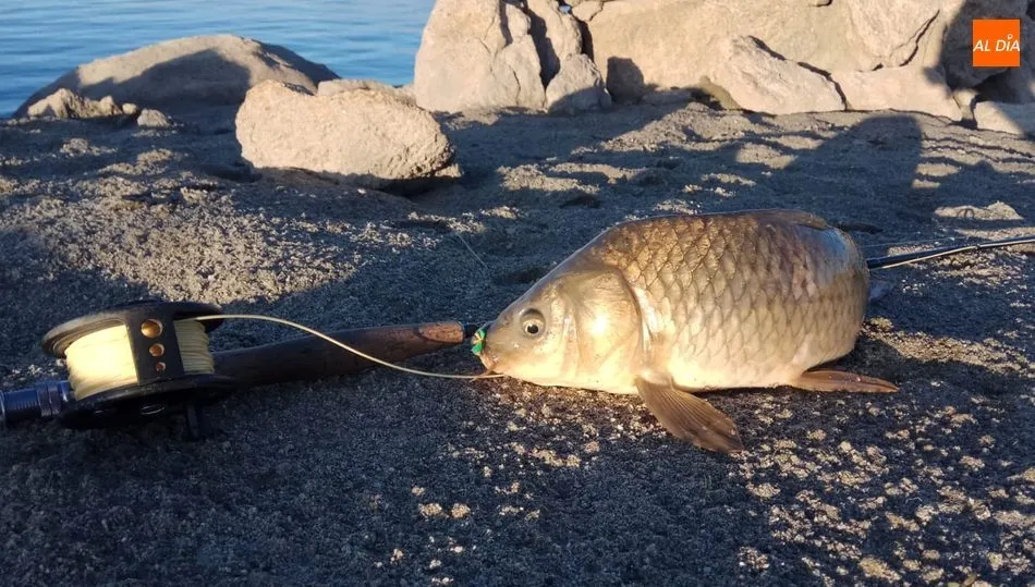 Las carpas podrán ser devueltas al agua si el pescador así lo desea / CORRAL