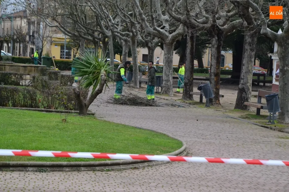 Foto 3 - Una poda de urgencia en la calle Velayos o goteras en el sal&oacute;n de plenos, entre los efectos del...