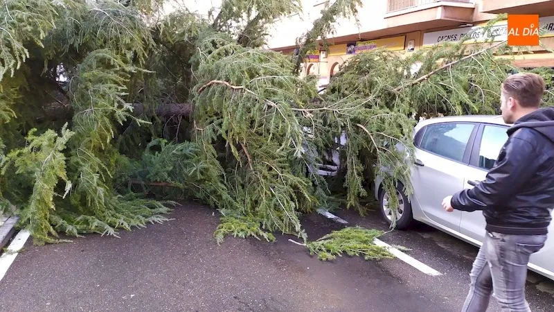 Las fuertes rachas de viento han derribado árboles en Salamanca