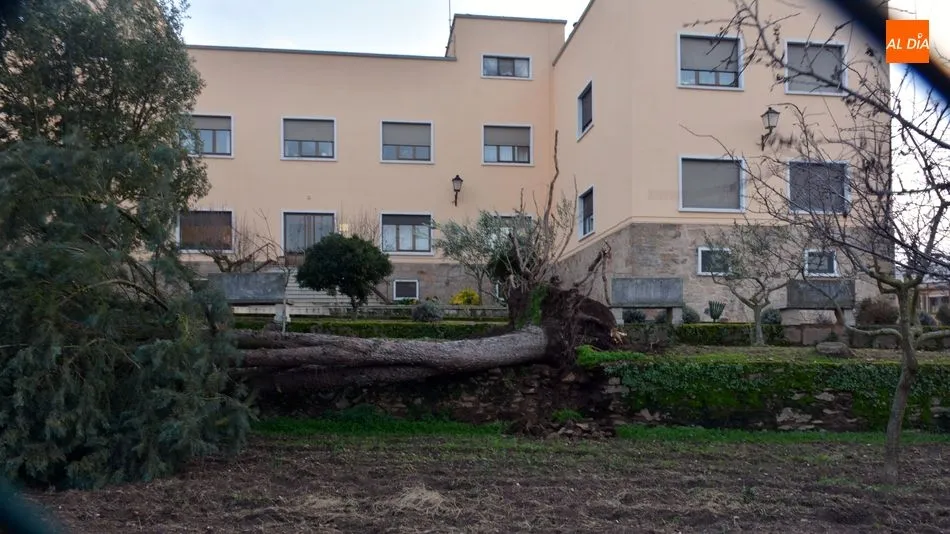 Foto 9 - La borrasca &lsquo;Fabi&aacute;n&rsquo; provoca el derribo de un &aacute;rbol en la Residencia Santa Rita de Lumbrales