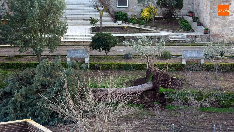 Foto 10 - La borrasca &lsquo;Fabi&aacute;n&rsquo; provoca el derribo de un &aacute;rbol en la Residencia Santa Rita de Lumbrales
