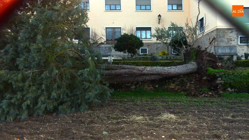 Foto 2 - La borrasca &lsquo;Fabi&aacute;n&rsquo; provoca el derribo de un &aacute;rbol en la Residencia Santa Rita de Lumbrales