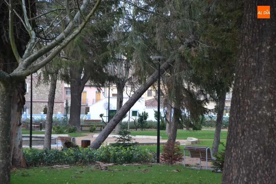 Foto 10 - El viento causa estragos con varios &aacute;rboles derribados o peligrosamente inclinados  