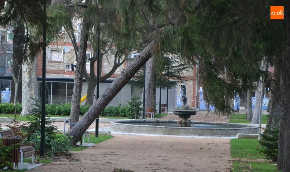 Foto 9 - El viento causa estragos con varios &aacute;rboles derribados o peligrosamente inclinados  