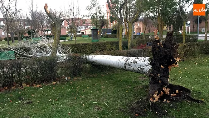 Foto 2 - El viento arranca dos grandes &aacute;rboles en el parque Los Jardines