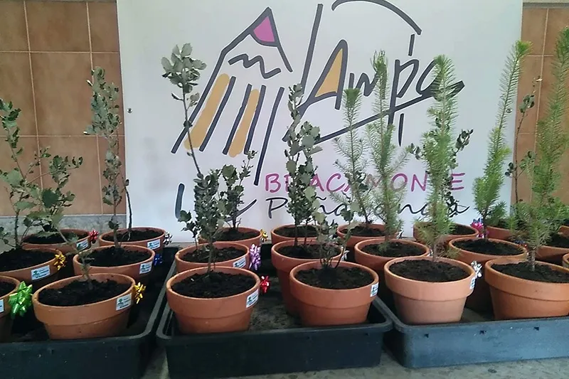 Foto 2 - La AMPA del IES Pe&ntilde;aranda comienza la campa&ntilde;a &lsquo;Adopta un &aacute;rbol&rsquo; buscando el compromiso de...