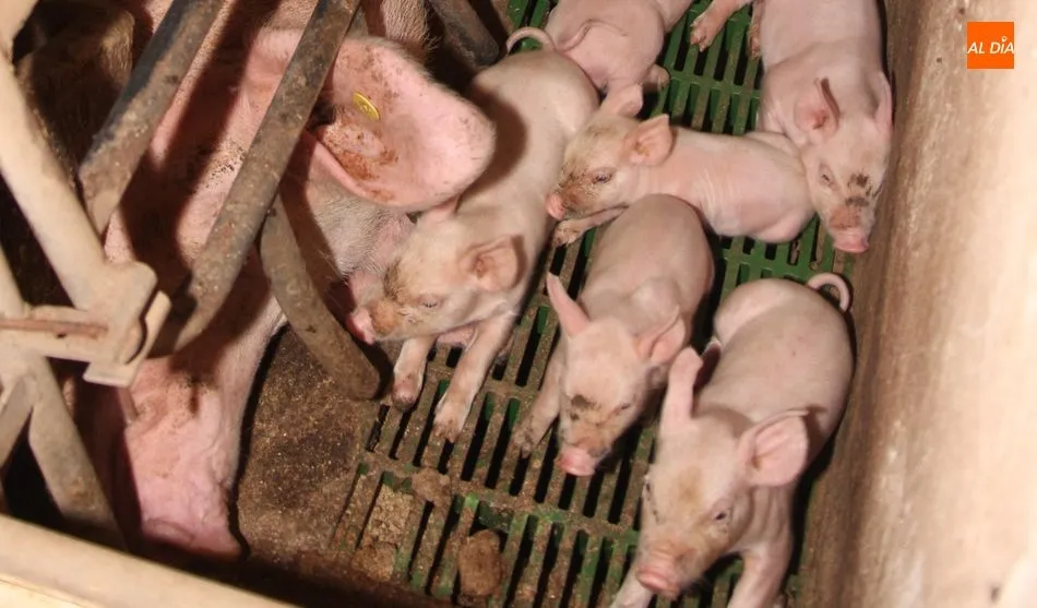 Con la nochebuna a la vuelta de la esquina, el precio de los tostones dio un respiro / CORRAL