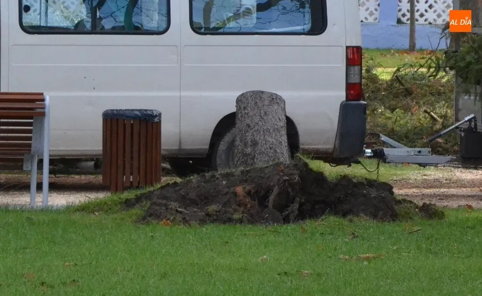 Foto 3 - Podado el &aacute;rbol de La Florida que el viento dej&oacute; peligrosamente inclinado  
