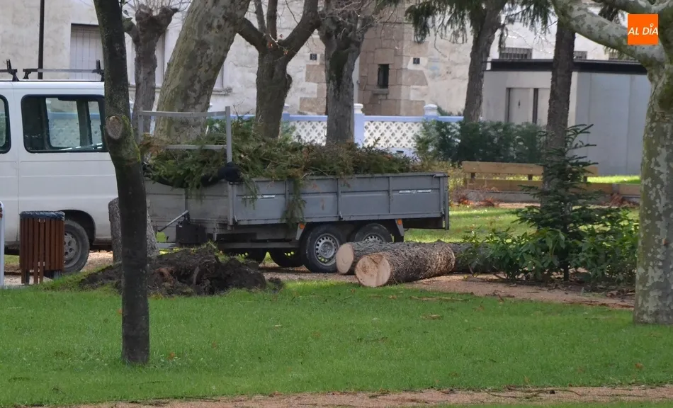 Podado el árbol de La Florida que el viento dejó peligrosamente inclinado  