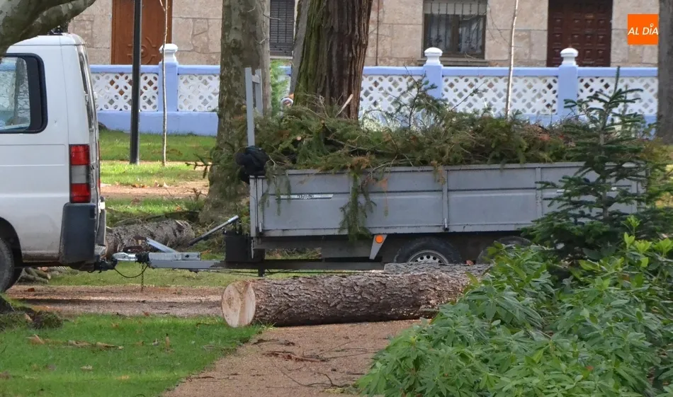 Foto 2 - Podado el &aacute;rbol de La Florida que el viento dej&oacute; peligrosamente inclinado  