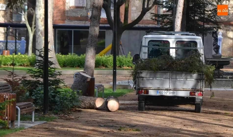 Foto 4 - Podado el &aacute;rbol de La Florida que el viento dej&oacute; peligrosamente inclinado  