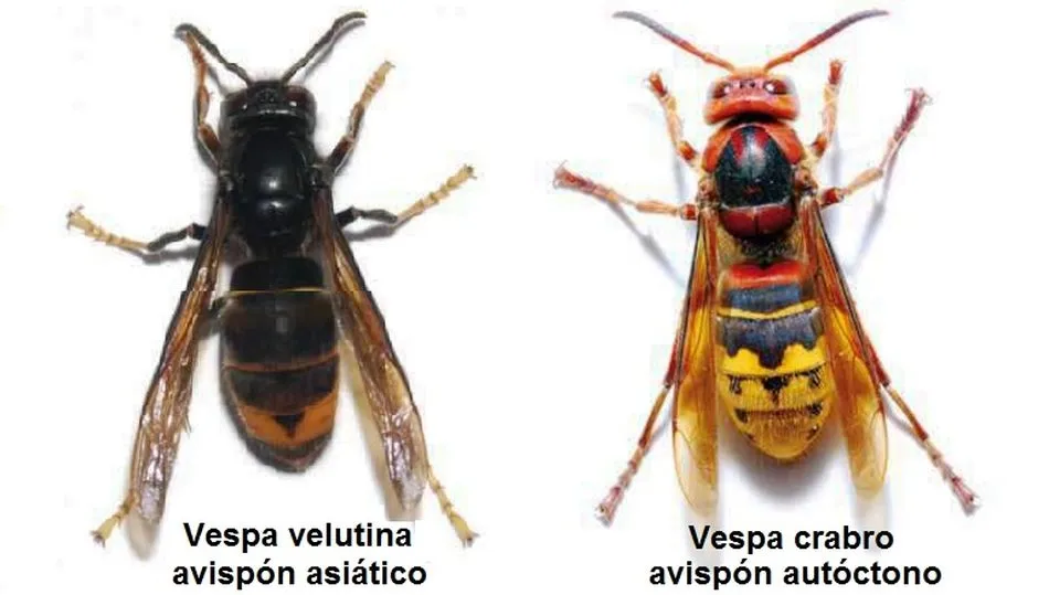 Avispa asiática y avispón europeo, este último con el abdomen mucho más amarillo