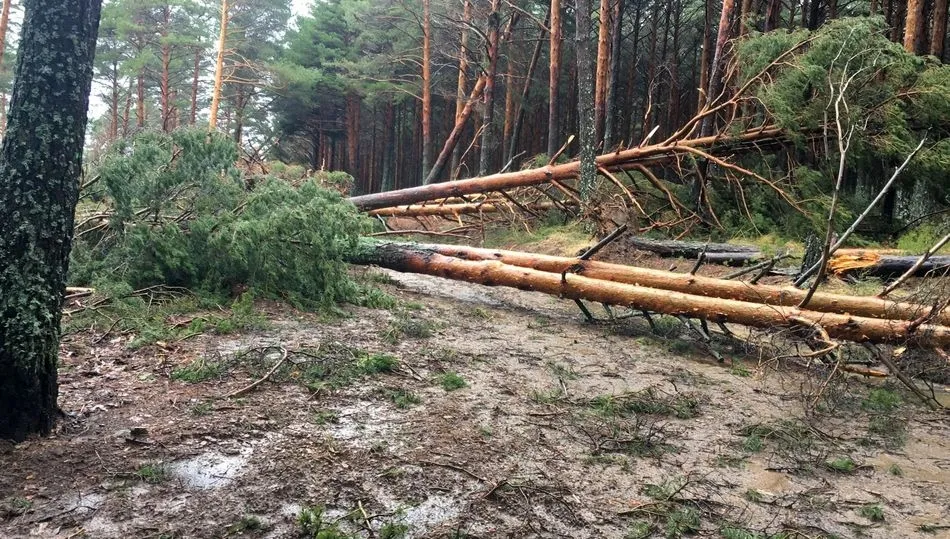Tala en el monte público de Candelario