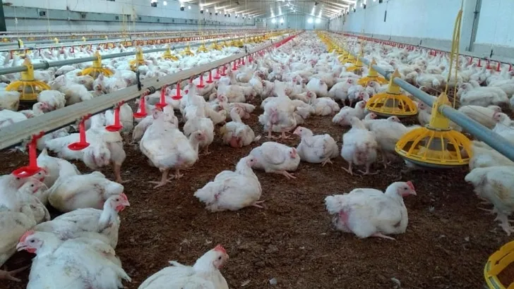 Una producción de ovino a la baja observa como sigue creciendo durante octubre en España la ...