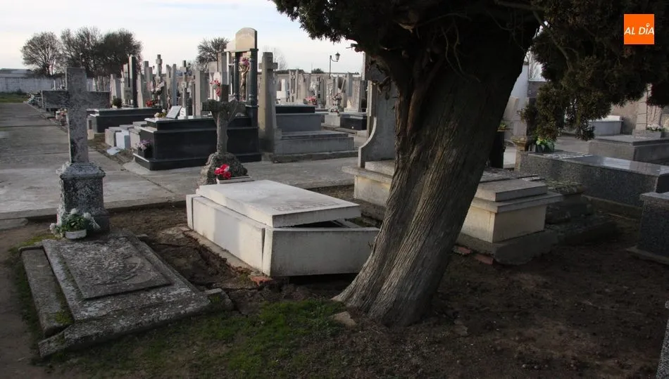 Sus raíces afectan a varias sepulturas