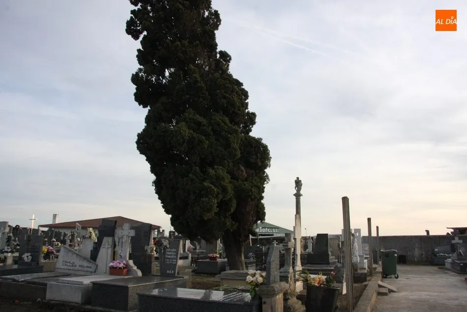 Foto 5 - Riesgo de desplome de dos &aacute;rboles en el cementerio de Vitigudino  