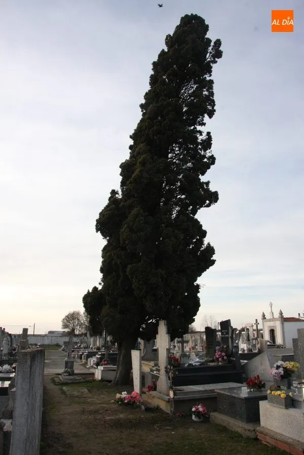 Foto 4 - Riesgo de desplome de dos &aacute;rboles en el cementerio de Vitigudino  