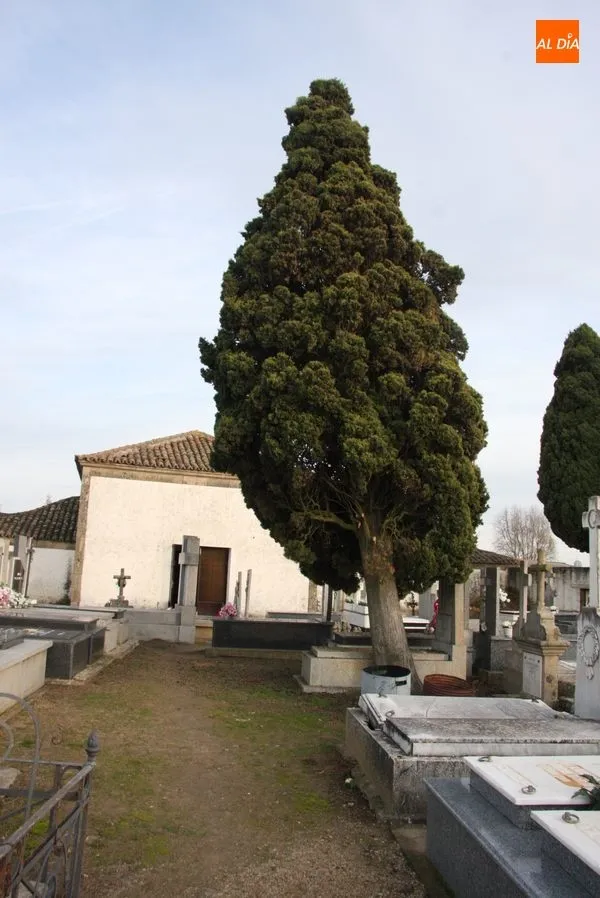 Foto 3 - Riesgo de desplome de dos &aacute;rboles en el cementerio de Vitigudino  