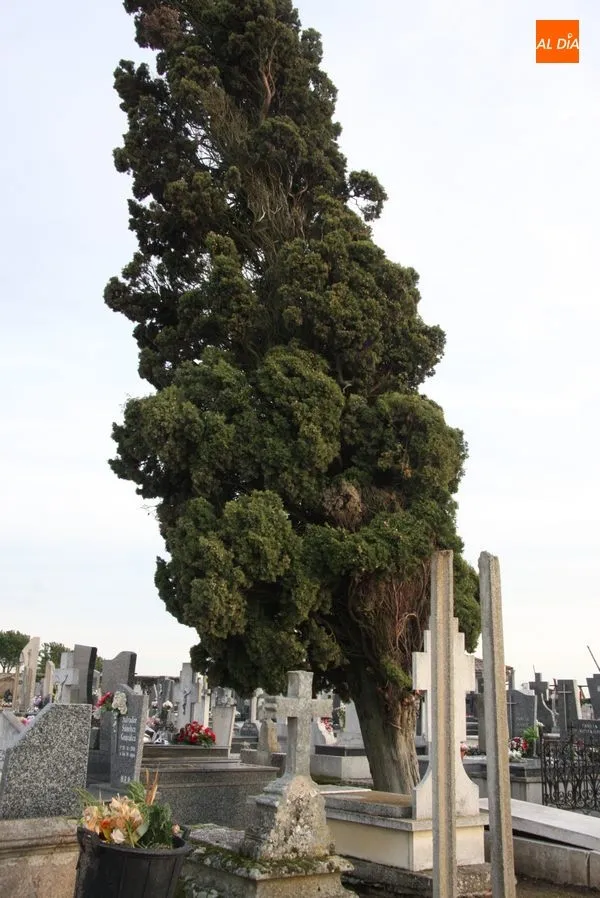 Foto 2 - Riesgo de desplome de dos &aacute;rboles en el cementerio de Vitigudino  