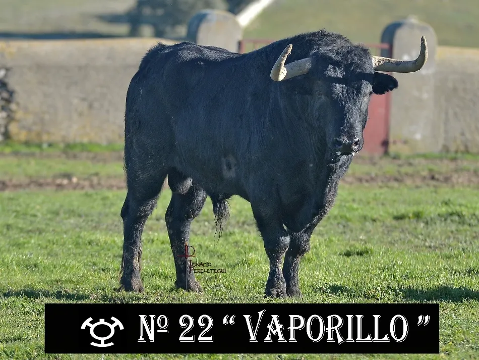 Capea Nocturna del Viernes - Encierro del Sábado | Adelaida Rodríguez