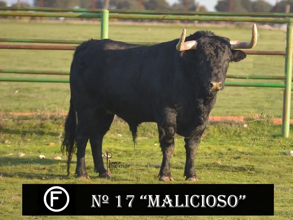 Foto 9 - Presentados los astados de los encierros y capeas del pr&oacute;ximo Carnaval  
