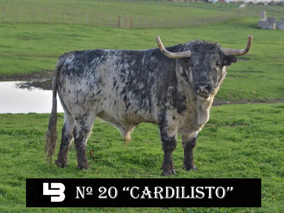 Foto 5 - Presentados los astados de los encierros y capeas del pr&oacute;ximo Carnaval  