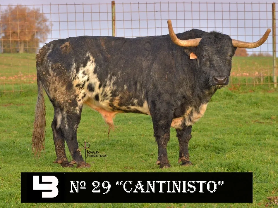 Foto 3 - Presentados los astados de los encierros y capeas del pr&oacute;ximo Carnaval  