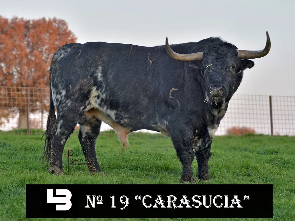 Foto 6 - Presentados los astados de los encierros y capeas del pr&oacute;ximo Carnaval  