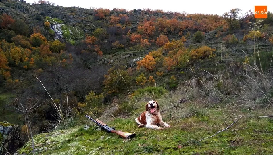 Argo tomando un poco de aire tras buscar las perdices en las Arribes  / CORRAL