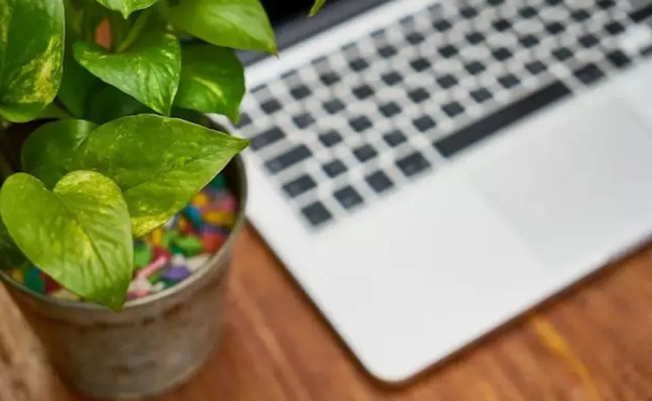 Colocar plantas pequeñas a la vista ayuda a reducir el estrés psicológico / EP