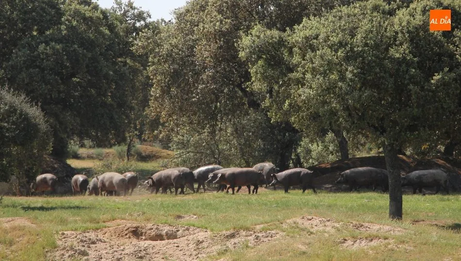 Ligera bajada del ibérico de bellota al 50% / CORRAL