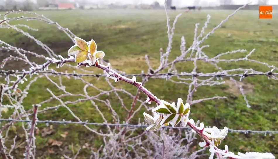 Cuando la niebla y el frío se dan cita en Vitigudino 