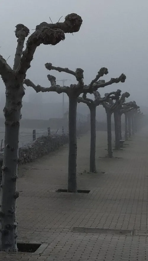 Foto 5 - Cuando la niebla y el fr&iacute;o se dan cita en Vitigudino&nbsp;