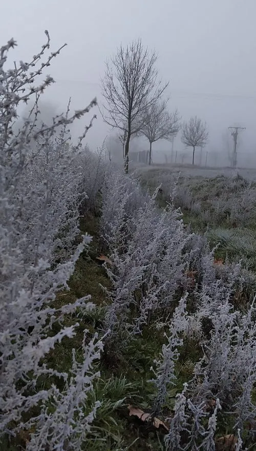Foto 2 - Cuando la niebla y el fr&iacute;o se dan cita en Vitigudino&nbsp;