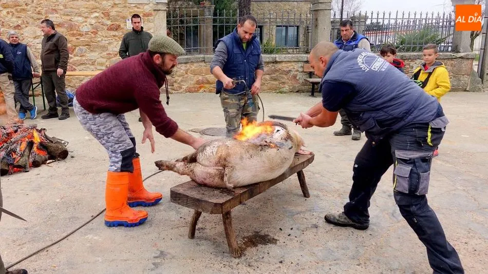 Vecinos de Santiz chamuscan el marrano
