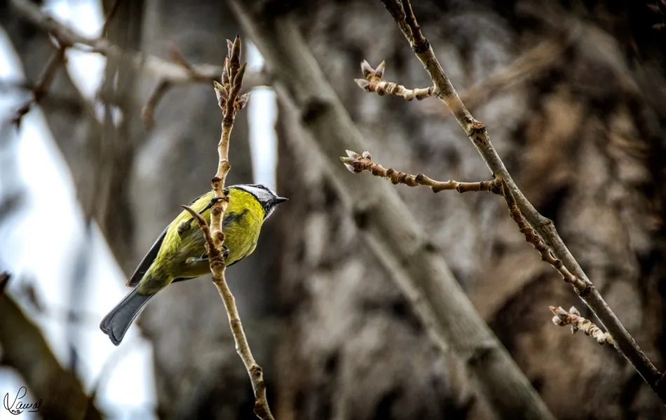 El color de la libertad