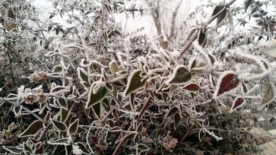 El polvo mágico del aire que impregna Bogajo